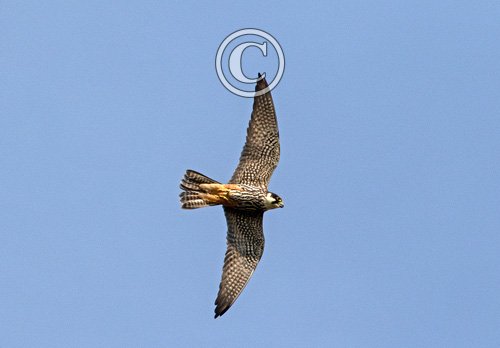  Hobby in Flight DM1869